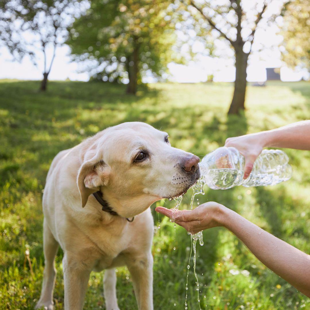 Labrador drinking from water bottle