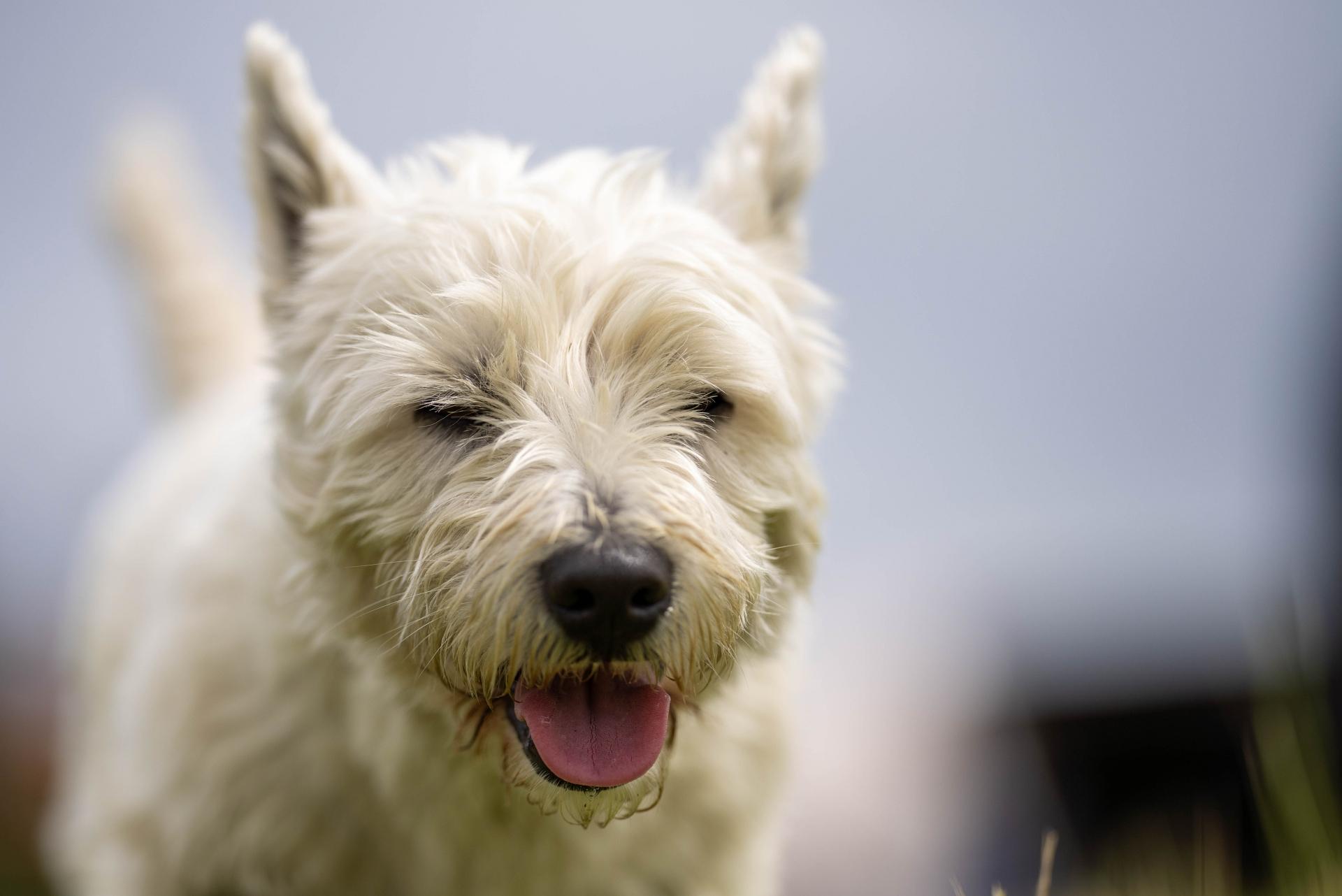 West Highland White Terrier Dog