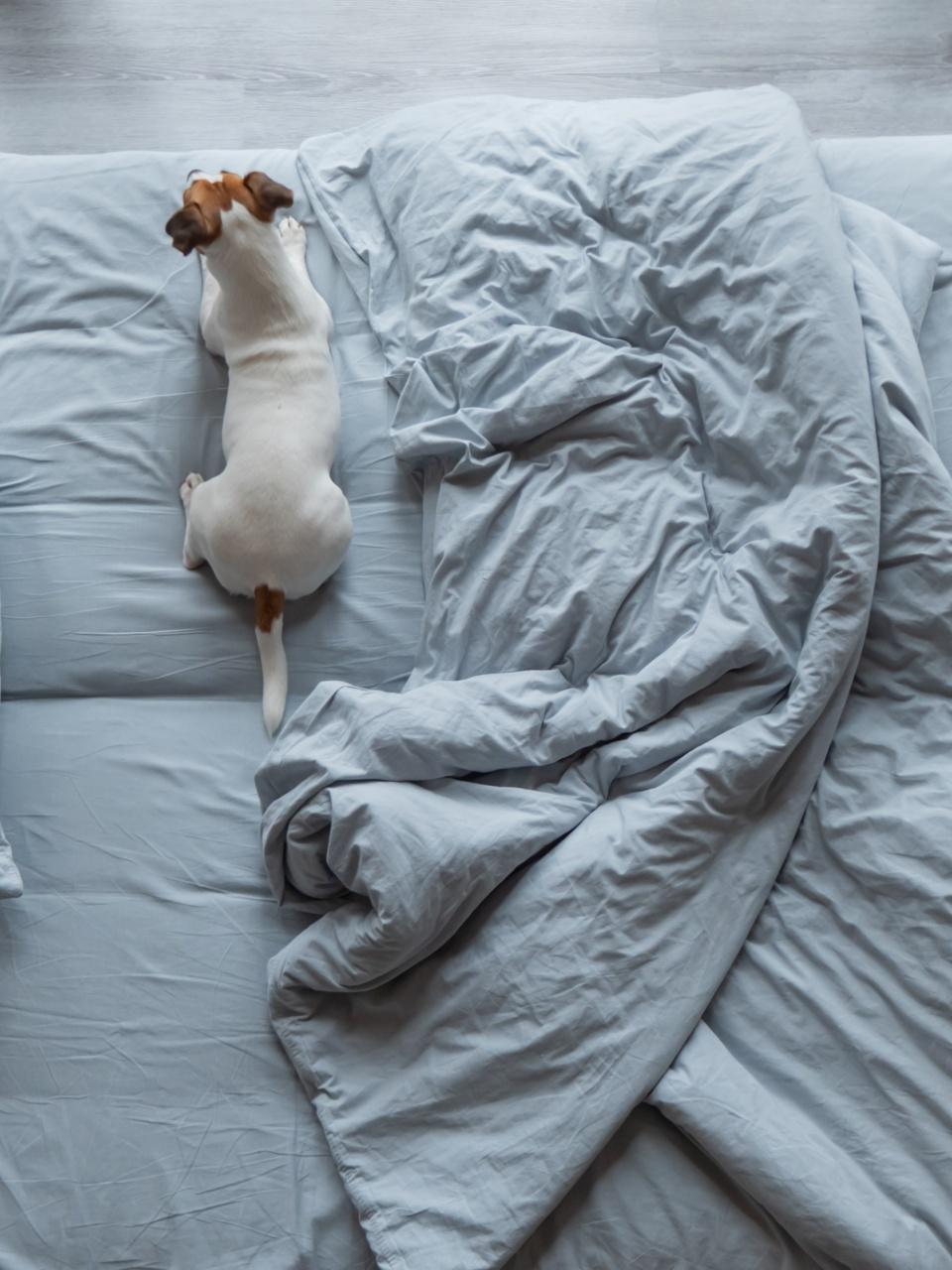 Top view of a Jack Russell Terrier dog lying in bed.