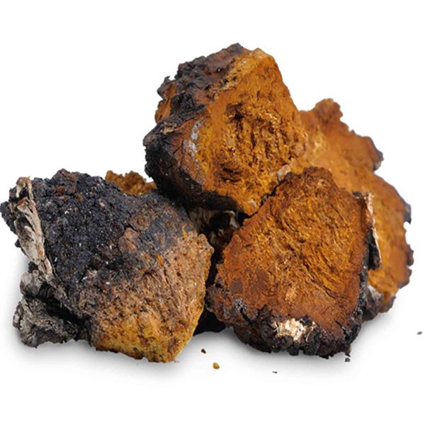Rocket Domes Chaga
