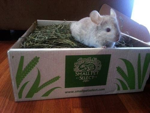 cute chinchilla in timothy hay