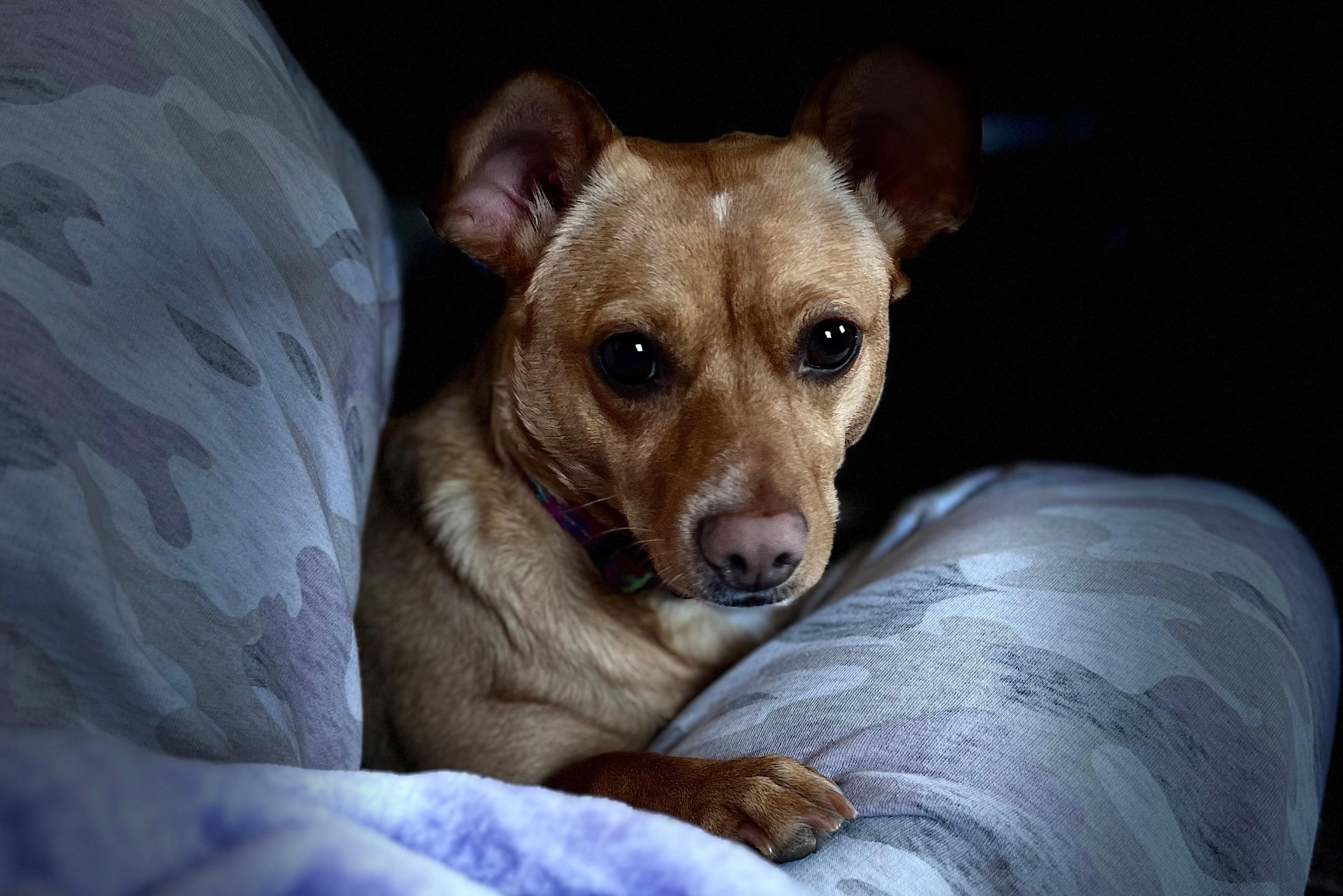 Sweet puppy face of a chiweenie