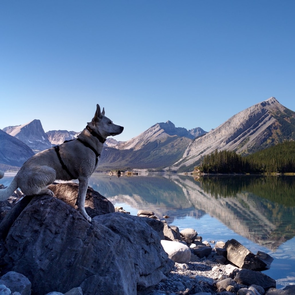 Dog overlooking at a lake wearing a harness
