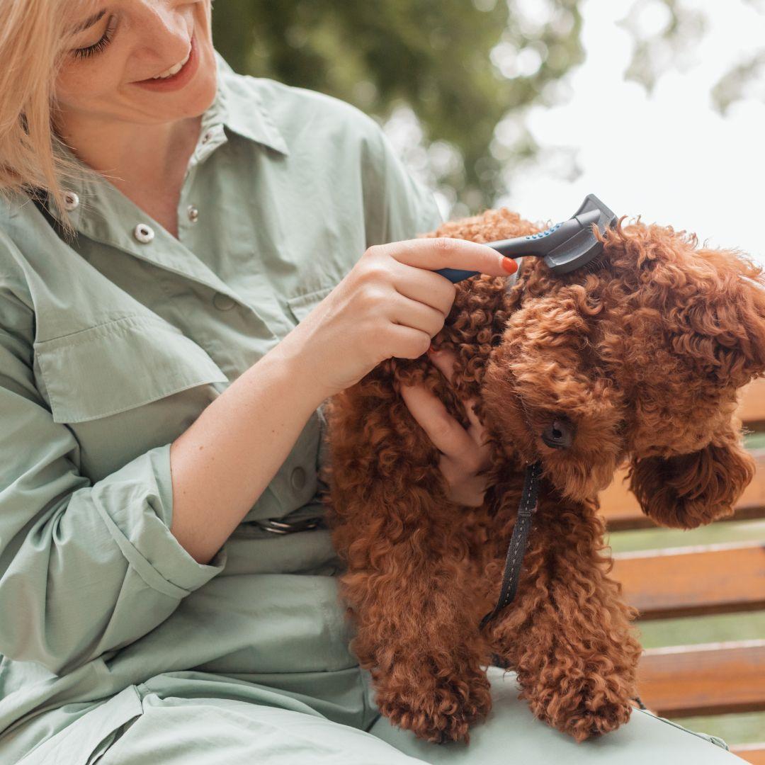 Woman brushing Toy Poodle