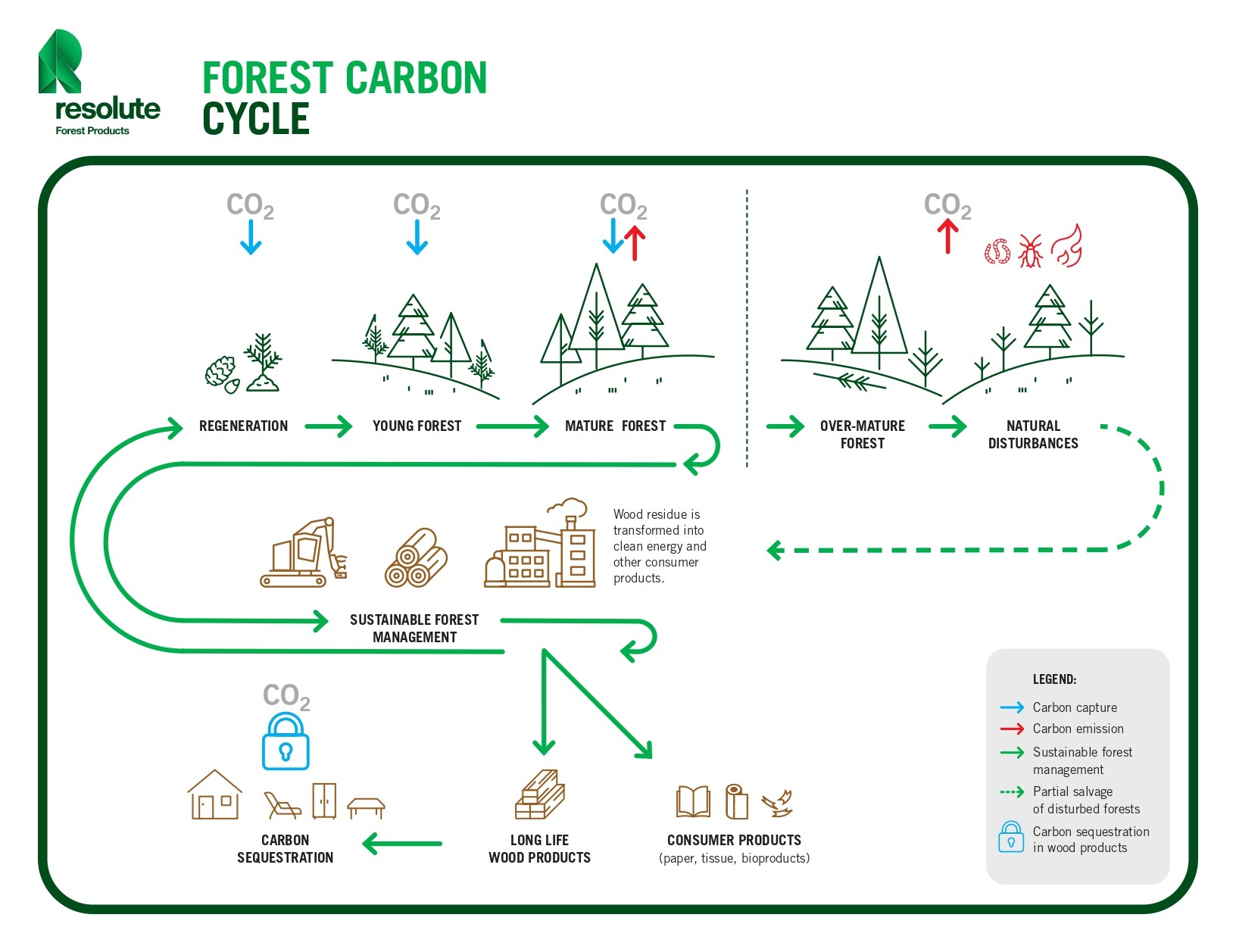 forest carbon cycle is part of cofriendly wood product creation