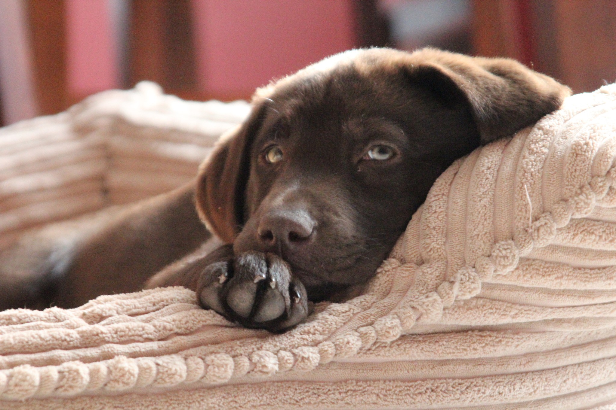 How to Protect Your Dog’s Bed & Keep It Smelling Fresh