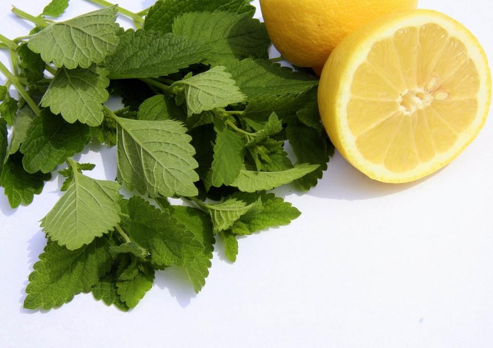 Lemon Balm Extract