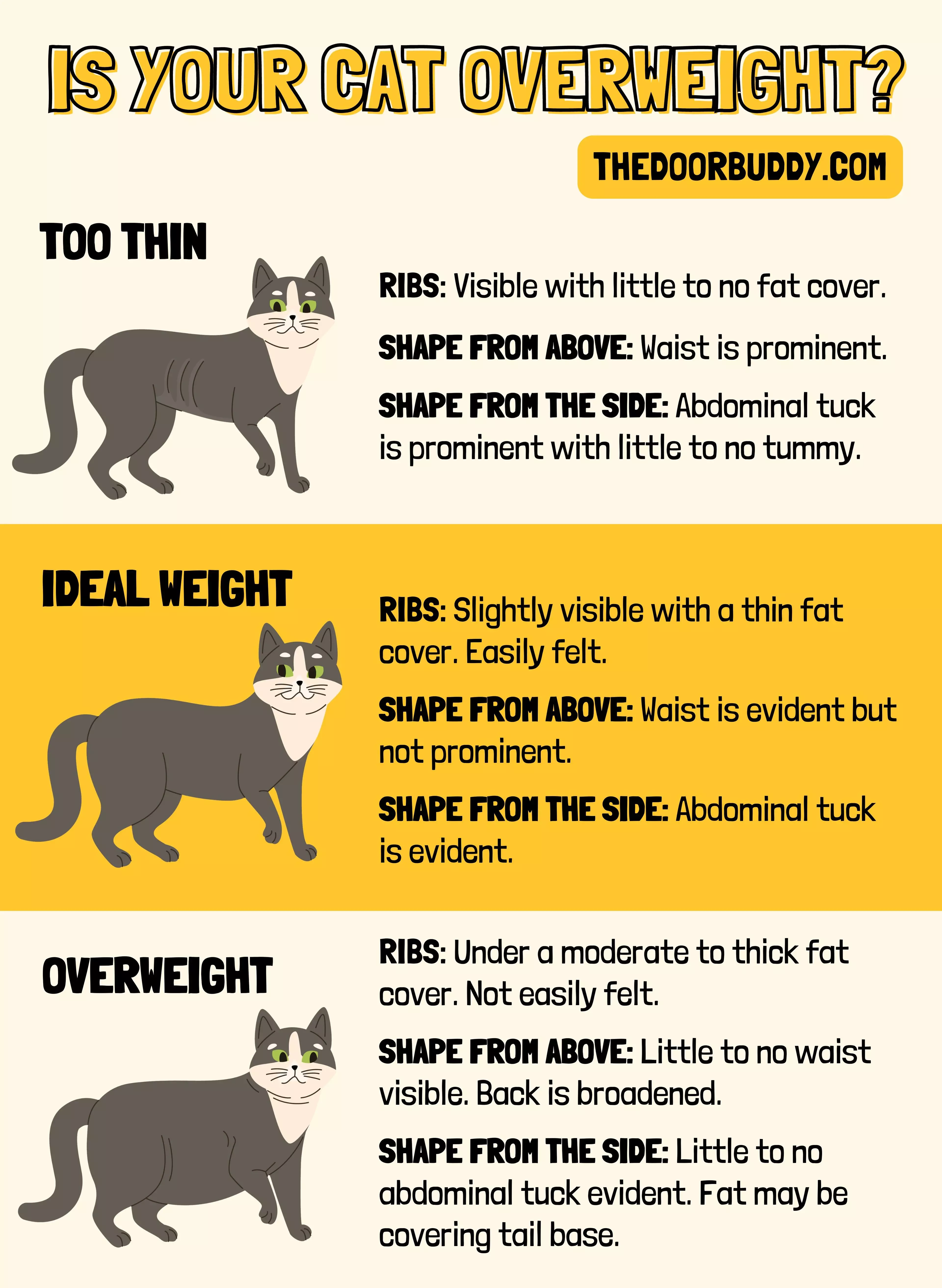 overweight cat chart