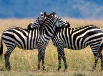 Rooibos rocks zebras