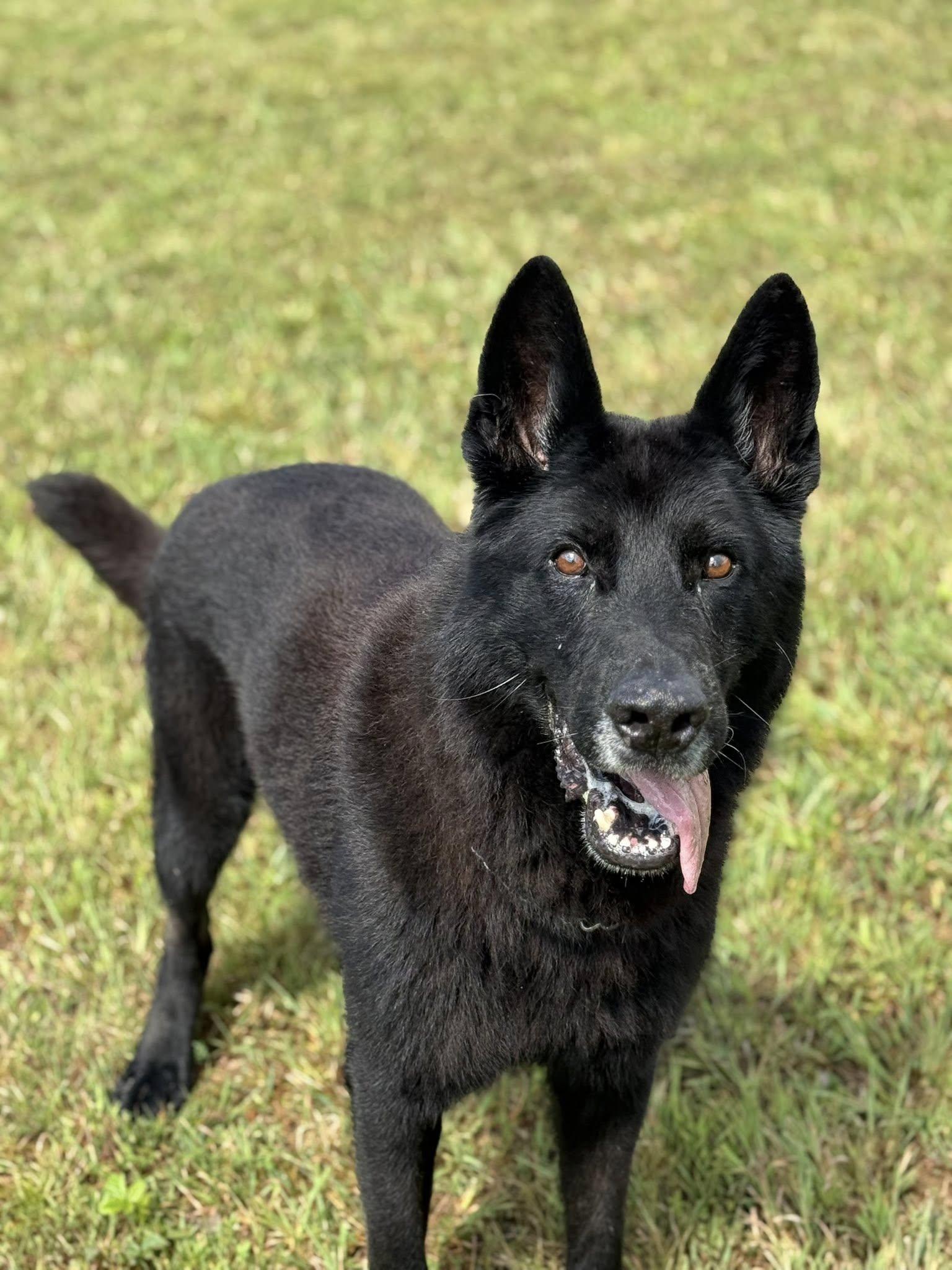 K-9 Bruno
