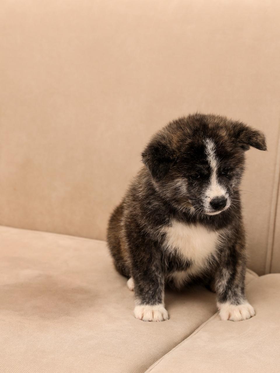 Cute Akita inu puppy near wet spot on sofa indoors. Untrained dog