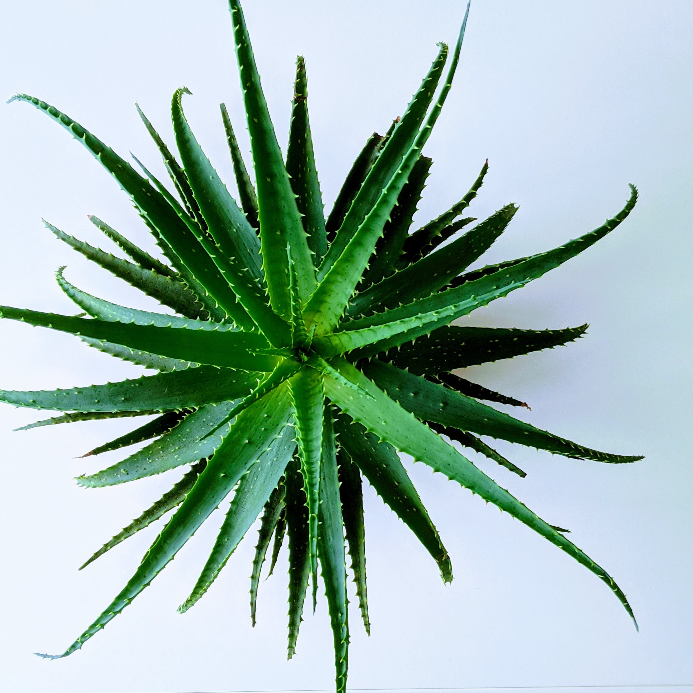 picture of aloe vera plant