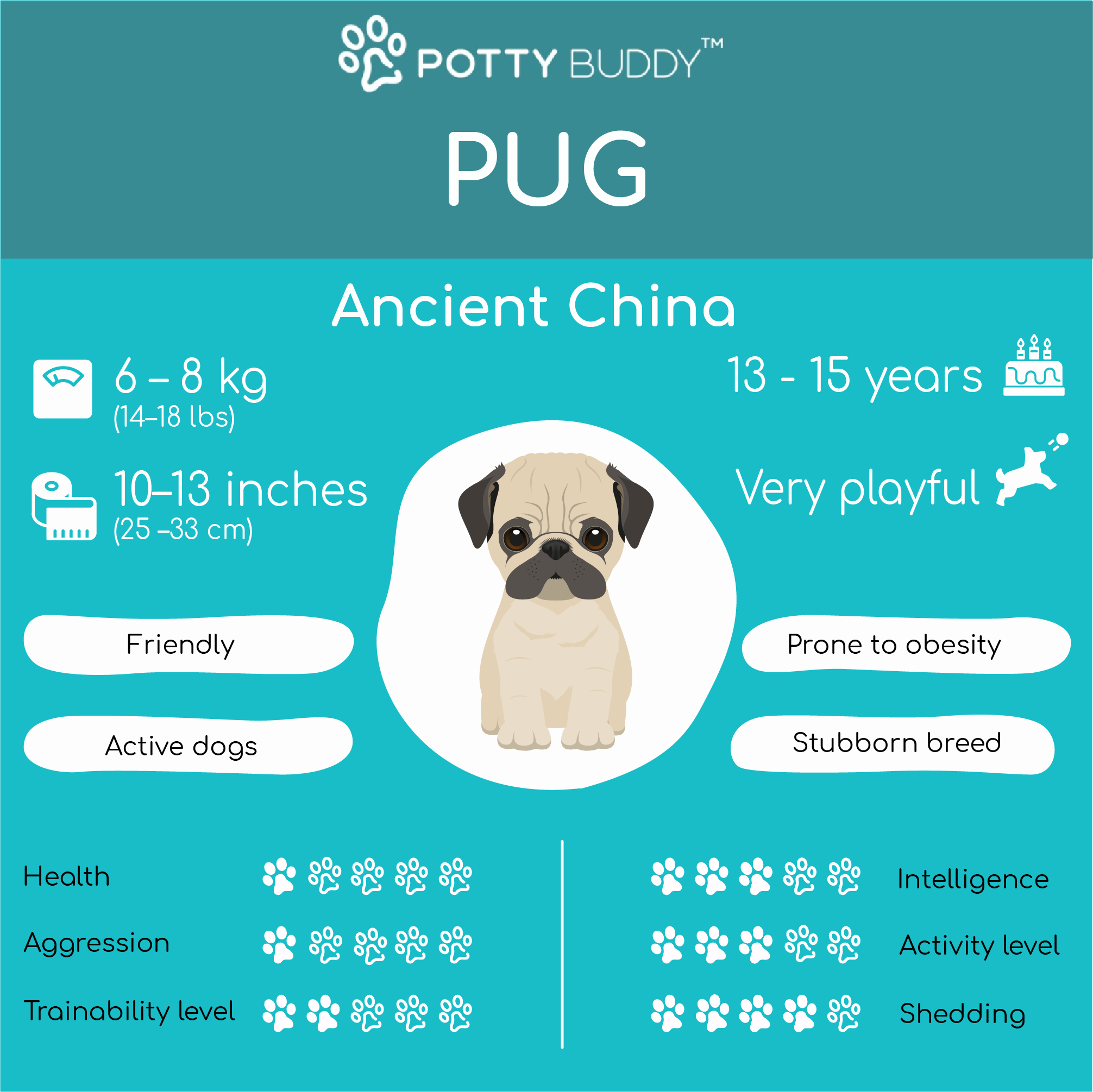 Characteristics of the Pug in One Picture