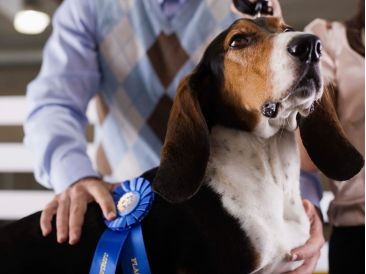 Selvita Canine Prize Dog