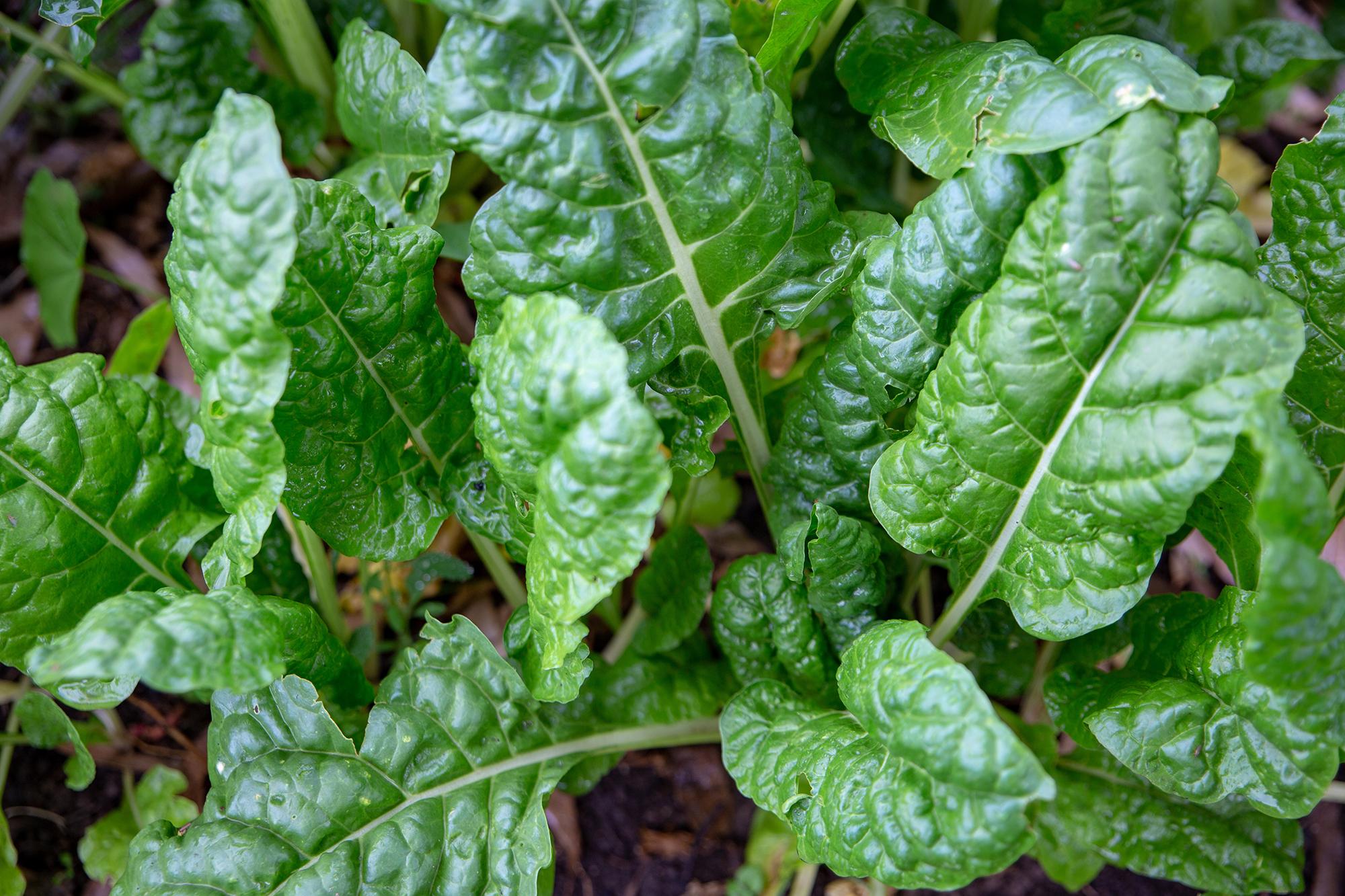 Healthy green spinach leaves growing in a garden bed.
