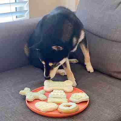September 2020 Dog Birthday Party Celebration | Dog Birthday Treats