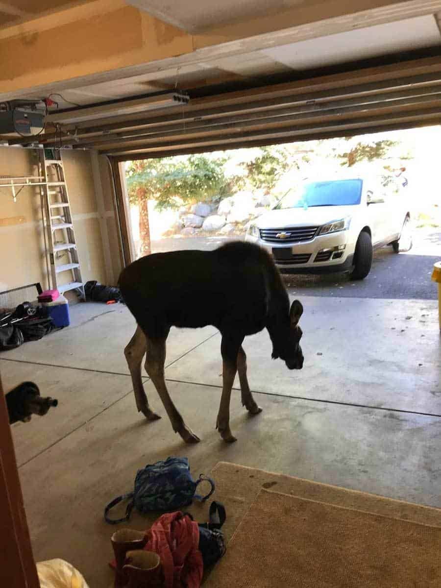 large moose in garage