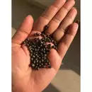 Immagini del prodotto Balaayah Black Gram Booster