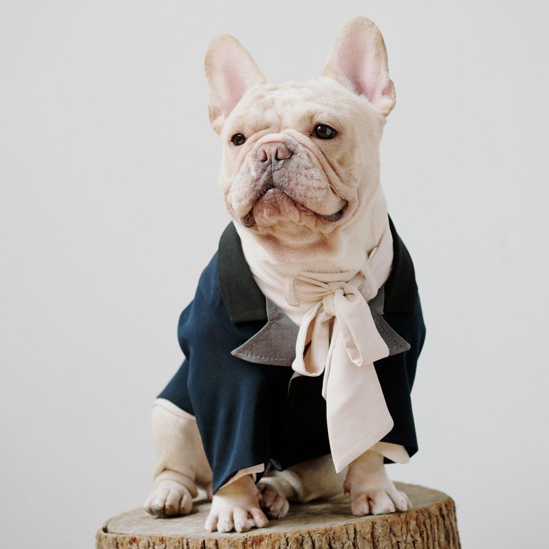 French bulldog wearing a suit