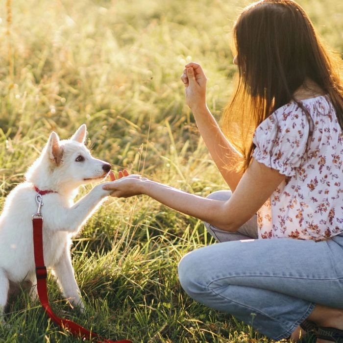 Woman praising dog for sitting with treat