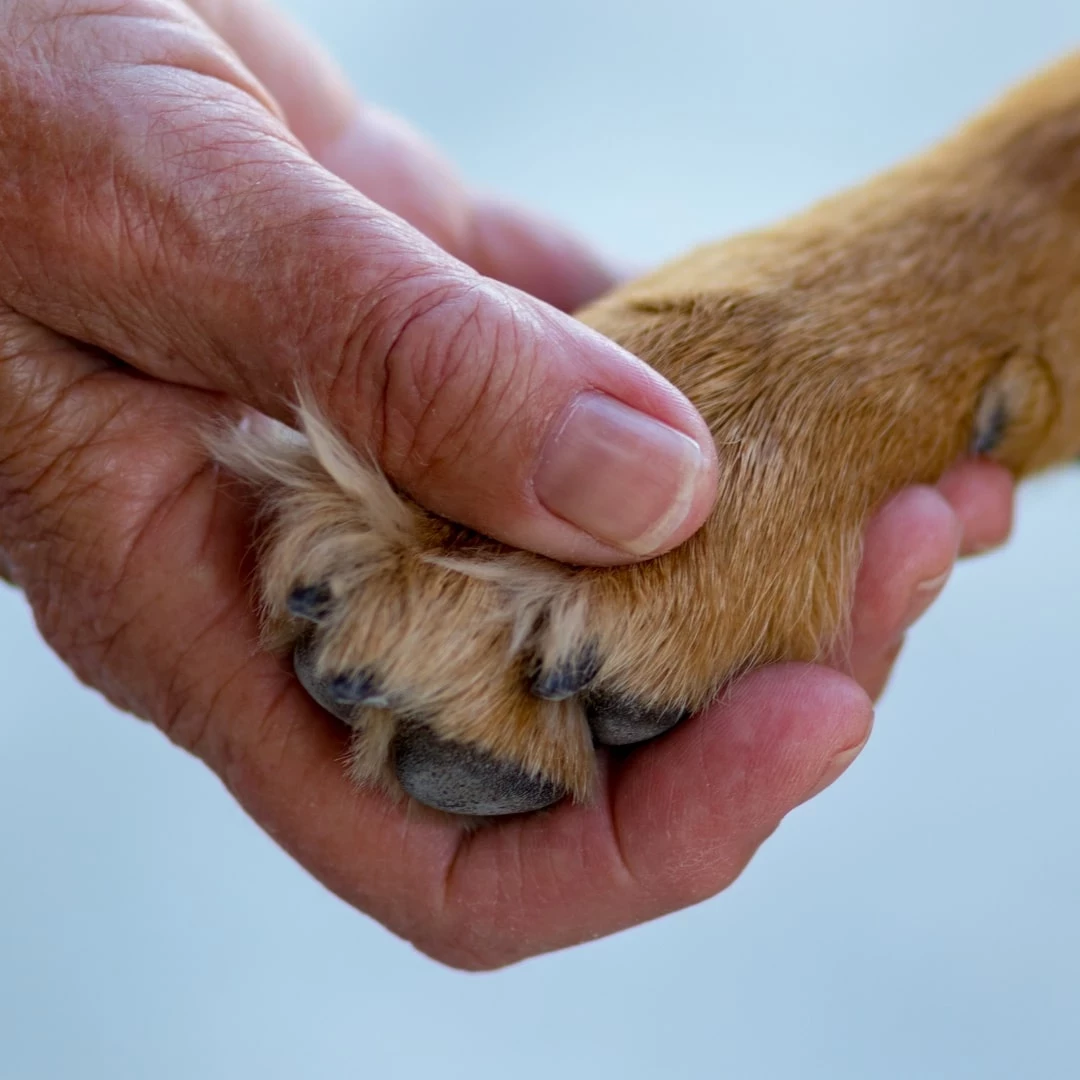 A human hand holding a dog's paw