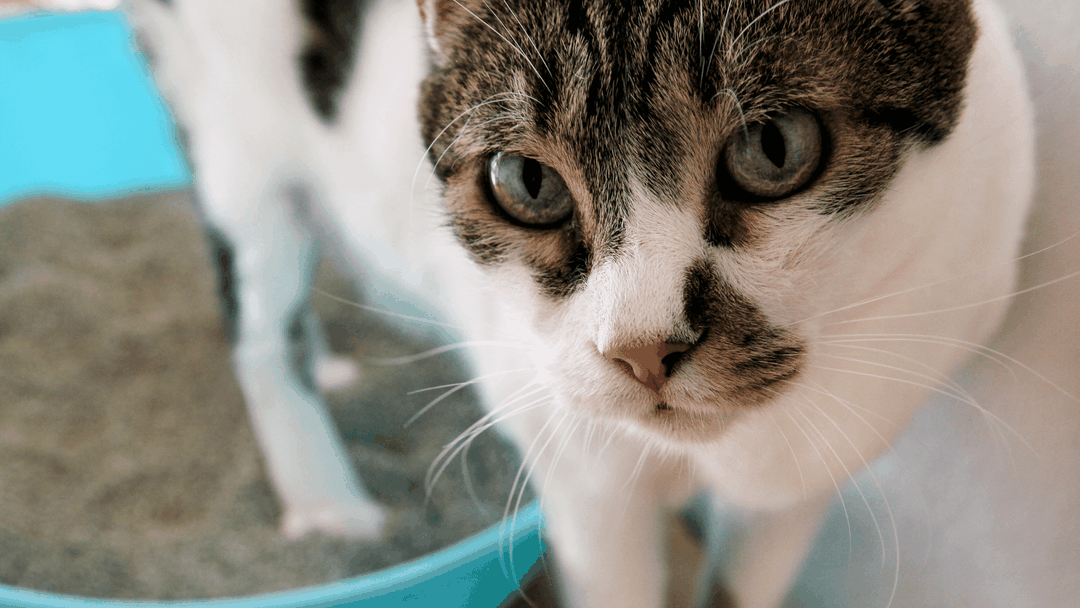 What to Do If Your Cat's Not Using the Litter Box Door Buddy