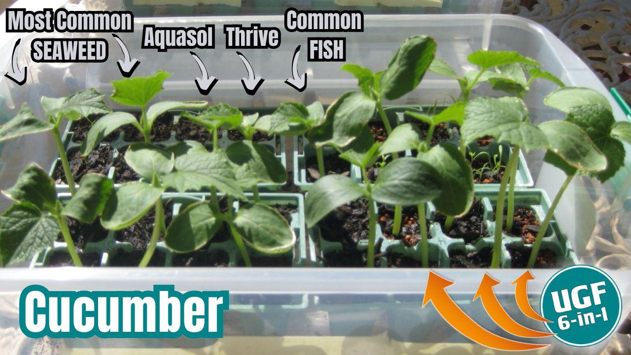 NGI UGF6in1 Cucumber