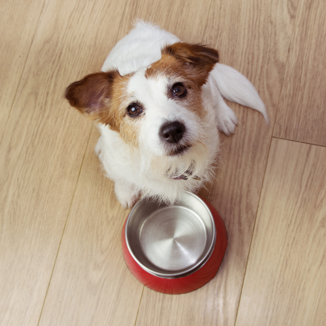 hrana za osjetljive pse