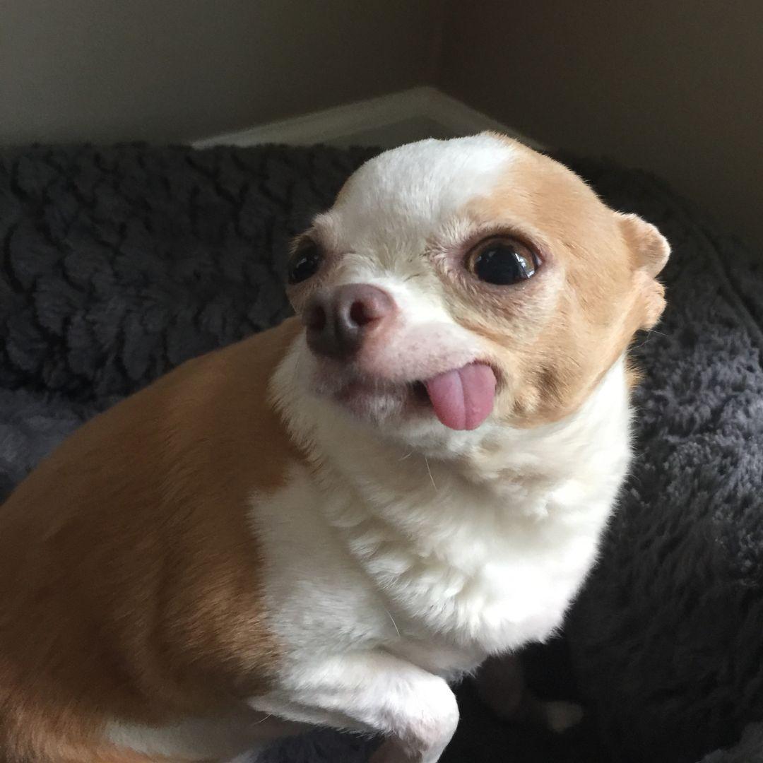 Toothless Chihuahua with Tongue Sticking Out