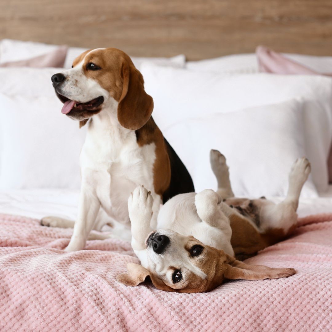 Two beagles on a bed