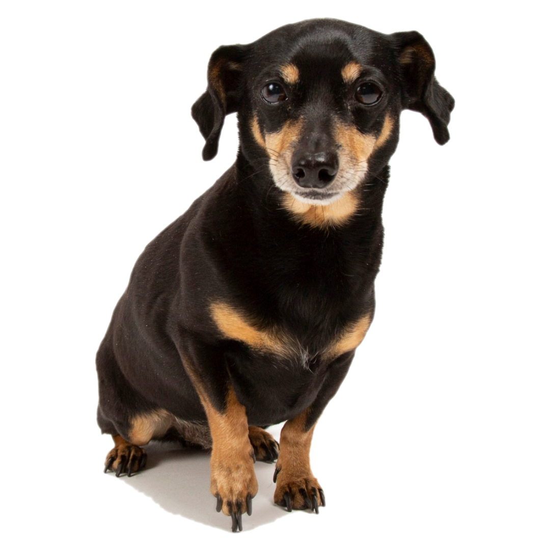 CHIWEENIE