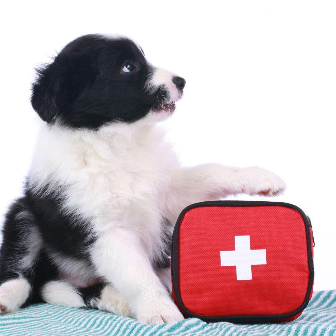 Cute border collie puppy with an emergency kit