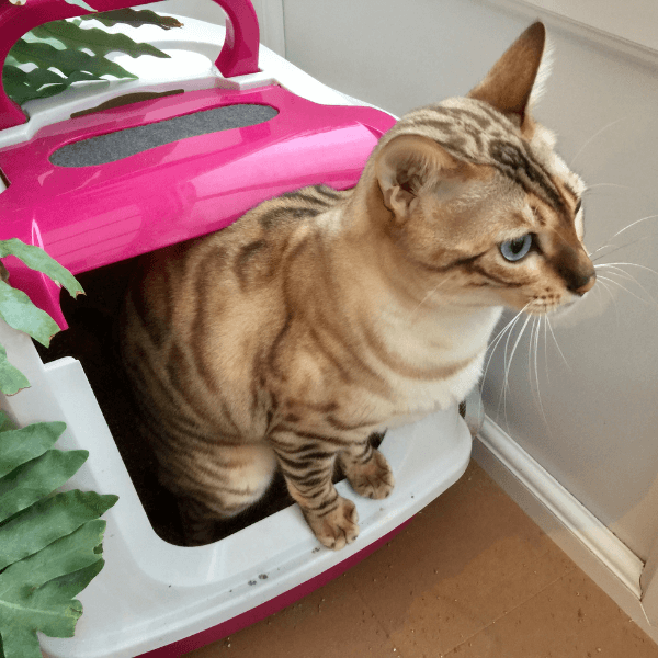 The Door Buddy - Blog - litter box enclosure