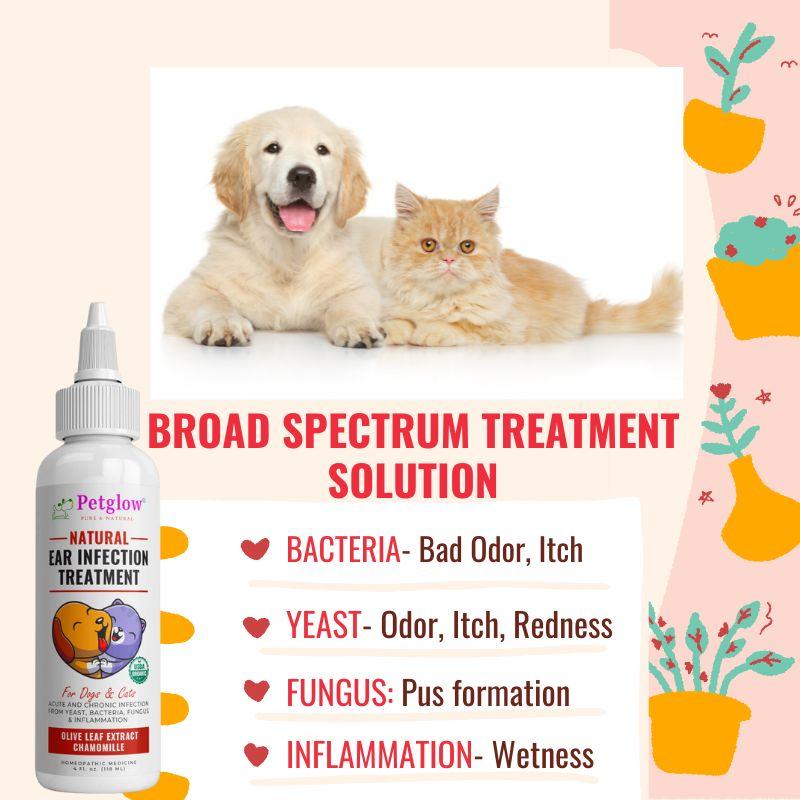 Antibiotic Dog Cat Ear Infection Treatment Photo Inspiration