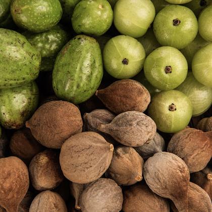 Assortment of dried and fresh fruits used in Triphala, including amla, haritaki, and bibhitaki.