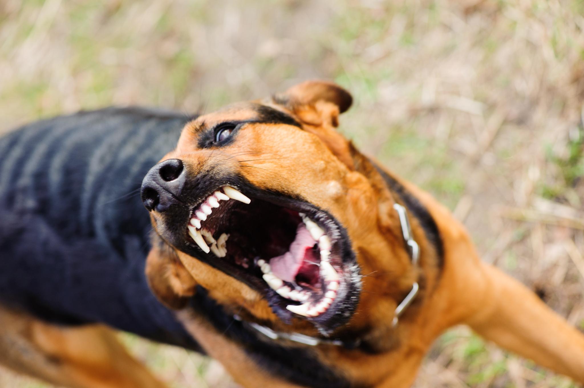 5 Steps for Safely Breaking Up a Dog Fight – 4Knines®