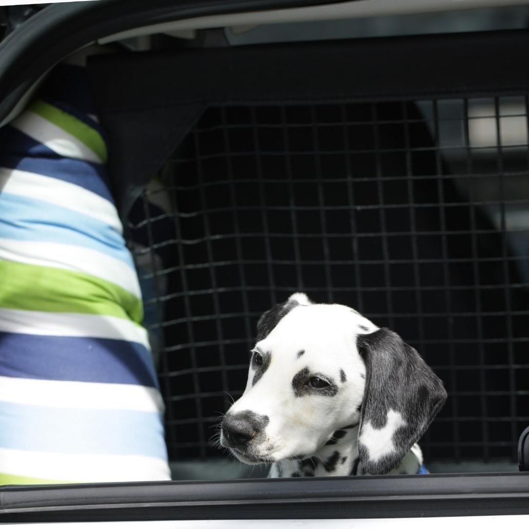 Dalmatian dog overlooking by a car window