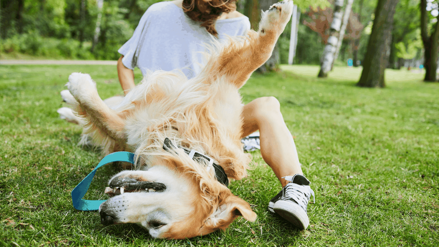 15 Minute Games to Play with Dogs Door Buddy