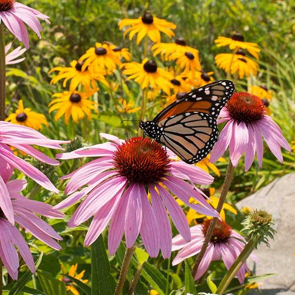 Monarch butterfly on purple coneflower blossom with black-eyed susan flowers in the background