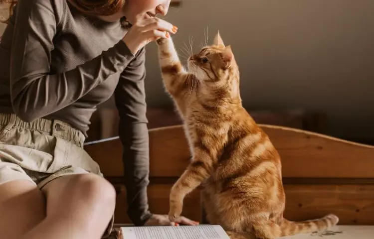 how do you train a cat