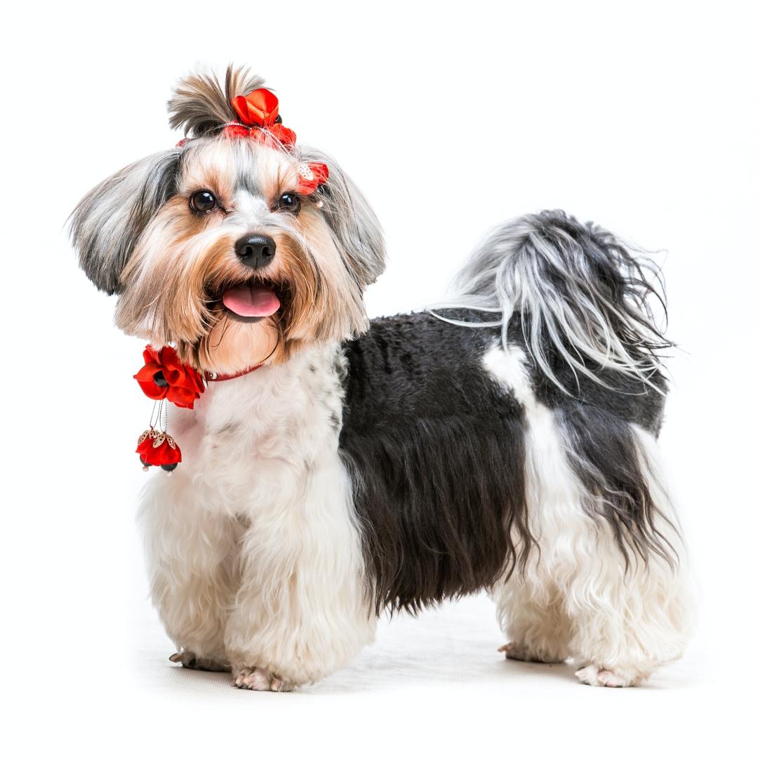 Biewer Terrier