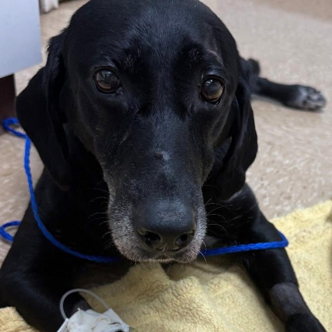 k9 jango walking with cart