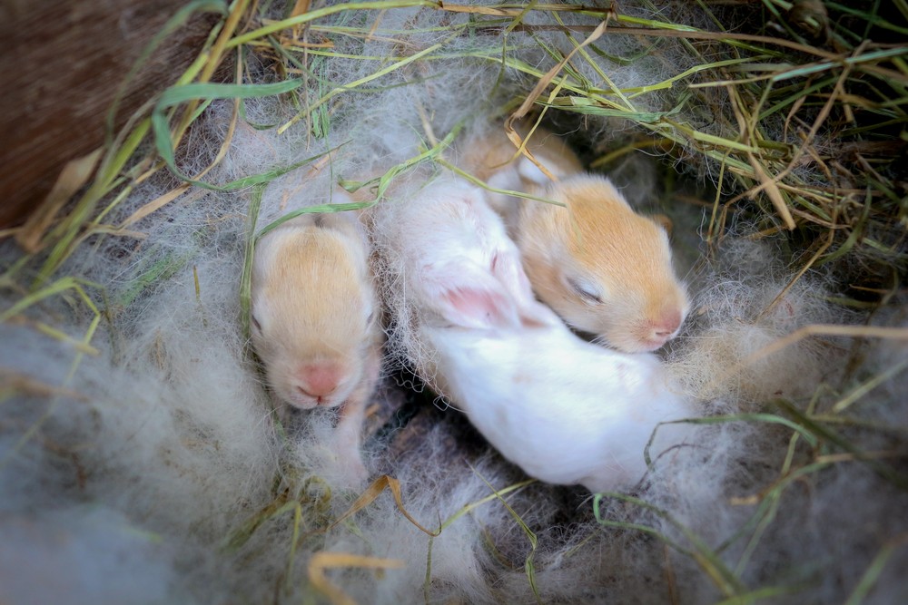 wild newborn rabbits