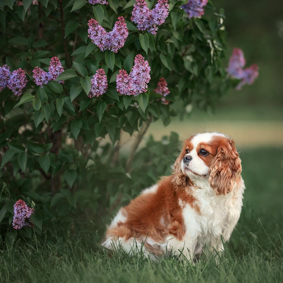 Dog Cavalier King Charles Spaniel on a walk in the park in spring