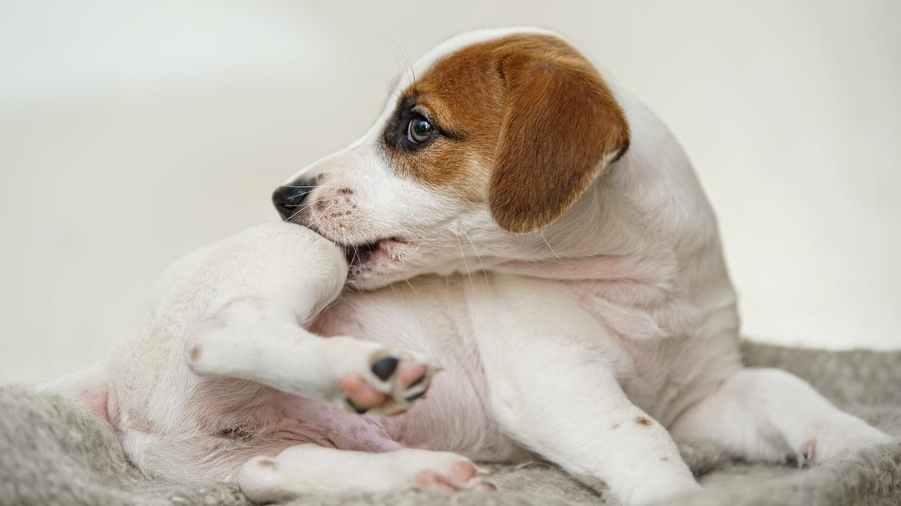 Puppy with scratching himself and bite fleas