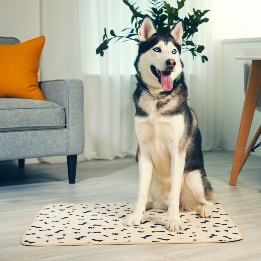 A Husky dog using the Potty Buddy reusable pee pad in the living room