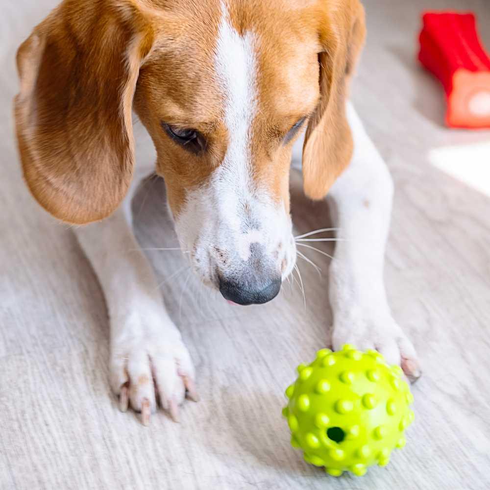 Dog with a green ball on the wooden floor