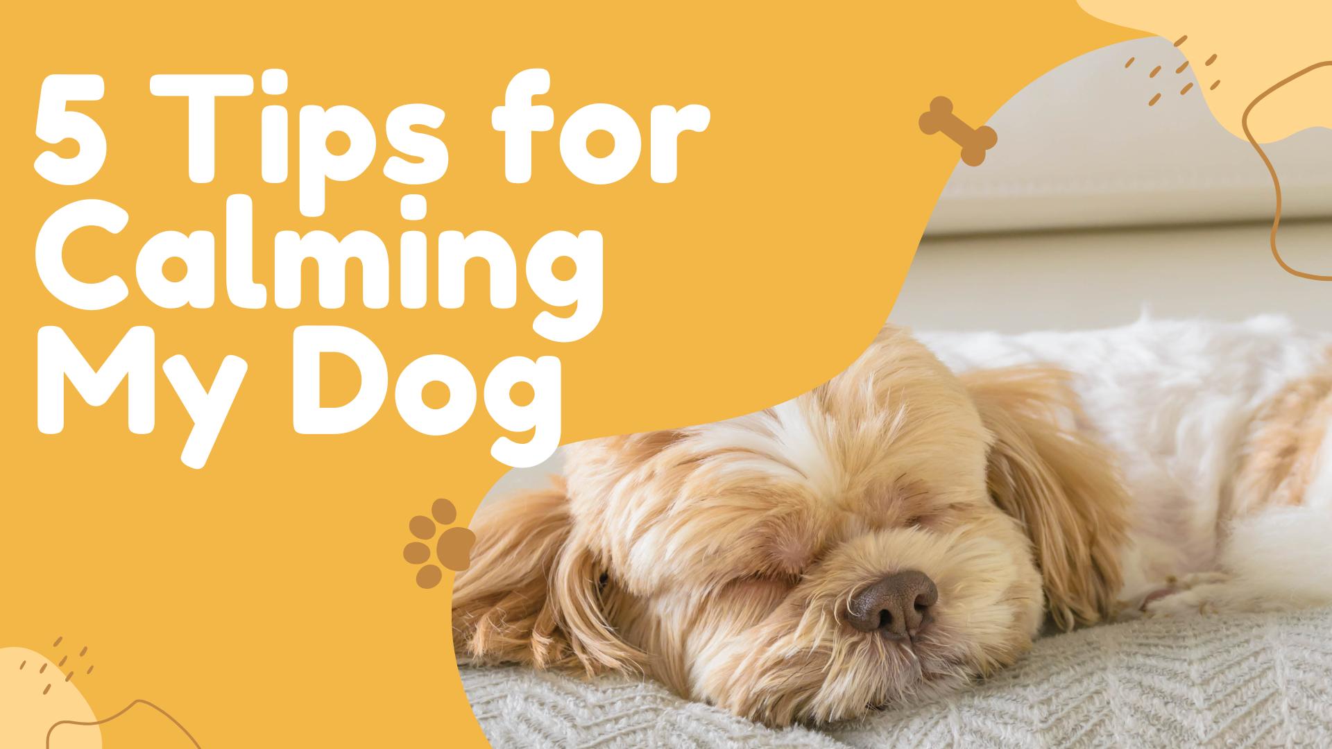 How to Calm My Dog 5 Tips to Relieve Anxiety Healthy Pet Parents