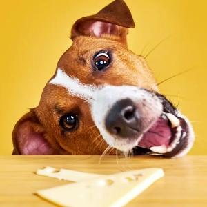 Can Dogs Eat Cheese?