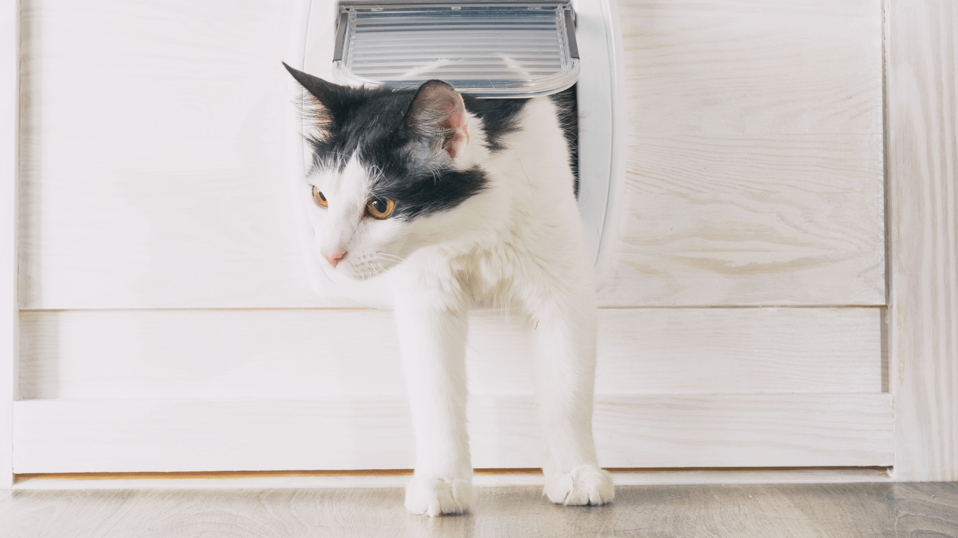 cat door alternative to to keep baby out of litter box - blog image